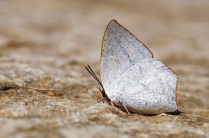 尖翅銀灰蝶 尖翅銀灰蝶