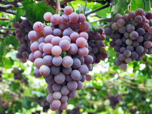 清徐葡萄 清徐葡萄