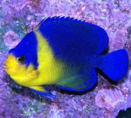 仙女刺蓋魚 仙女刺蓋魚