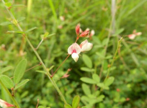 大細梗胡枝子 大細梗胡枝子