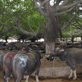 橫瀝牛墟 橫瀝牛墟