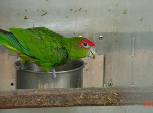紅帽鸚鵡