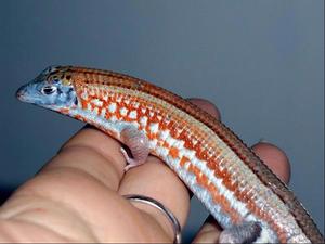 馬達加斯加盾甲蜥 馬達加斯加盾甲蜥