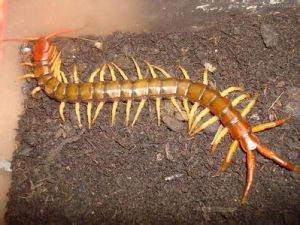 多棘蜈蚣 多棘蜈蚣