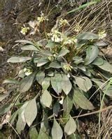 毛脈華岩扇(變種) 毛脈華岩扇(變種)