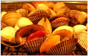 壽光毛蚶 壽光毛蚶