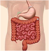胃繞道手術示意圖