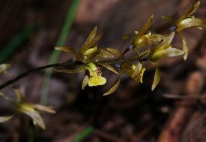 花蓮帶唇蘭 花蓮帶唇蘭