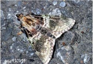 綴葉叢螟 綴葉叢螟