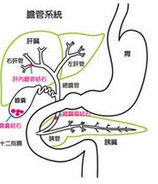 結石性膽囊炎 結石性膽囊炎