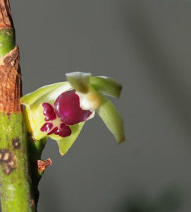 長瓣釵子股 長瓣釵子股