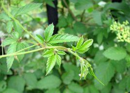 絞股藍條 絞股藍條