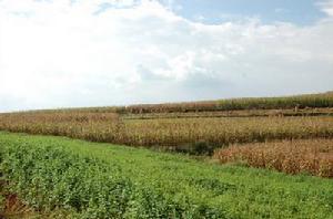 董家山村玉米地