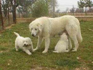 瑪瑞瑪安布盧斯牧羊犬 瑪瑞瑪安布盧斯牧羊犬