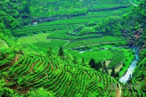 茗旺黃金茶 茗旺黃金茶