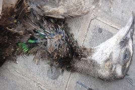 雞蛔蟲病 雞蛔蟲病