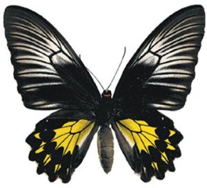 黃翼鳳蝶
