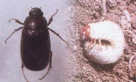 暗黑金龜子 暗黑金龜子