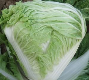 華丹小包 華丹小包