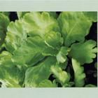 晚抽大葉 晚抽大葉