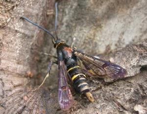 桃透翅蛾 桃透翅蛾