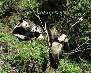 中華大熊貓苑 中華大熊貓苑