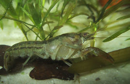 蒙特蘇侏儒螯蝦 蒙特蘇侏儒螯蝦