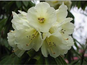 畢節大方百里杜鵑 畢節大方百里杜鵑