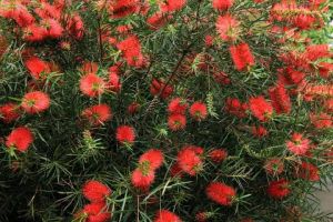 松葉防風花 松葉防風花