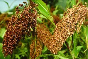 高粱（原變種）