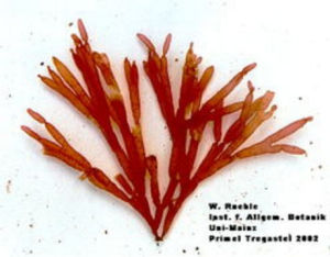 海索麵目 海索麵目