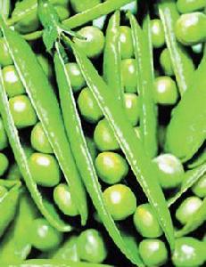 扁豆營養功效 扁豆營養功效