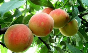 峰泉景區 峰泉景區