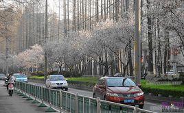 進香河路 進香河路