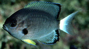 亮光鰓雀鯛 亮光鰓雀鯛