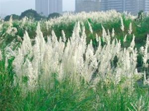 燈心葉甜根子草 燈心葉甜根子草