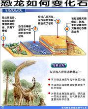 恐龍變成化石過程