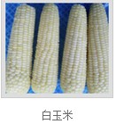東北速凍粘玉米 東北速凍粘玉米