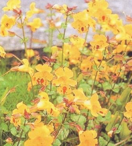 小苞溝酸漿 小苞溝酸漿