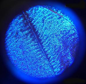 尖翅藍閃蝶 尖翅藍閃蝶