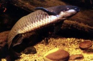 細鱗非洲肺魚 細鱗非洲肺魚