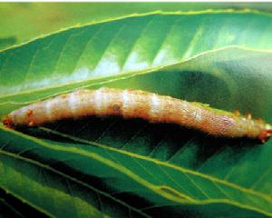 毛翅夜蛾 毛翅夜蛾