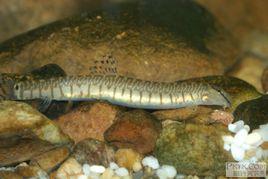 大斑花鰍 大斑花鰍