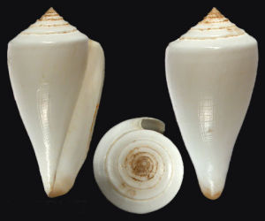 台階芋螺 台階芋螺