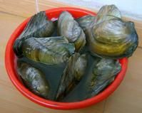 裂鎧船蛆 裂鎧船蛆