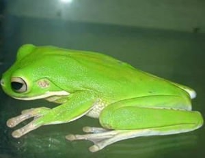 （圖）巨人樹蛙