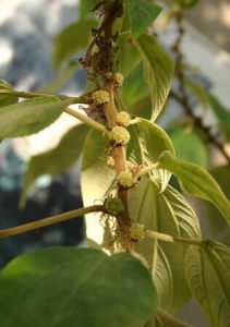 尾尖異株蕁麻 尾尖異株蕁麻