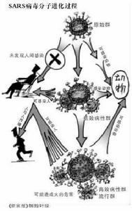 （圖）非典病毒進化過程