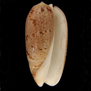 泡形榧螺 泡形榧螺