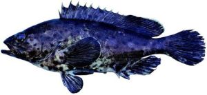 石斑木根 石斑木根